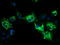 Pyrroline-5-Carboxylate Reductase 2 antibody, TA501877, Origene, Immunofluorescence image 