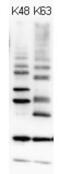 Polyubiquitin-B antibody, BML-PW0580-0025, Enzo Life Sciences, Western Blot image 