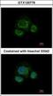 Carbohydrate sulfotransferase 7 antibody, GTX120778, GeneTex, Immunofluorescence image 