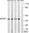 Apolipoprotein F antibody, LS-C119732, Lifespan Biosciences, Western Blot image 