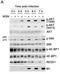 DNA Damage Inducible Transcript 4 antibody, NBP1-22966, Novus Biologicals, Western Blot image 