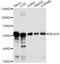 REX4 Homolog, 3'-5' Exonuclease antibody, A13732, Boster Biological Technology, Western Blot image 