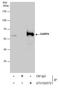 GA Binding Protein Transcription Factor Subunit Alpha antibody, GTX102572, GeneTex, Immunoprecipitation image 