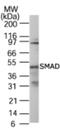 SMAD Family Member 1 antibody, NB100-56443, Novus Biologicals, Western Blot image 