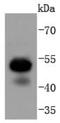 Runt-related transcription factor 1 antibody, NBP2-67779, Novus Biologicals, Western Blot image 