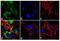 Fatty Acid Binding Protein 4 antibody, 710189, Invitrogen Antibodies, Immunofluorescence image 