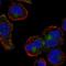 CKLF Like MARVEL Transmembrane Domain Containing 5 antibody, HPA052338, Atlas Antibodies, Immunocytochemistry image 