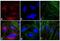 Mouse IgG (H+L) antibody, A24523, Invitrogen Antibodies, Immunofluorescence image 