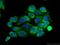 Smoothelin-like protein 2 antibody, 14782-1-AP, Proteintech Group, Immunofluorescence image 