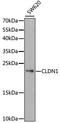 Claudin 1 antibody, A2196, ABclonal Technology, Western Blot image 