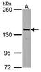 POLG antibody, orb73994, Biorbyt, Western Blot image 