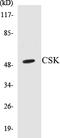 C-Terminal Src Kinase antibody, EKC1146, Boster Biological Technology, Western Blot image 