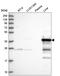 UbiA prenyltransferase domain-containing protein 1 antibody, HPA044862, Atlas Antibodies, Western Blot image 