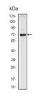 Homeobox protein Nkx-2.5 antibody, ab91196, Abcam, Western Blot image 