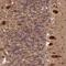 Protein fat-free homolog antibody, NBP1-90857, Novus Biologicals, Immunohistochemistry paraffin image 