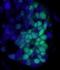 IgG-heavy and light chain antibody, A90-116D2, Bethyl Labs, Immunofluorescence image 
