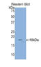 Retinol Binding Protein 1 antibody, LS-C296235, Lifespan Biosciences, Western Blot image 