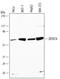 Zinc Finger And BTB Domain Containing 7A antibody, MAB3496, R&D Systems, Western Blot image 