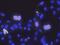 Histone H3 Associated Protein Kinase antibody, 73-161, Antibodies Incorporated, Immunofluorescence image 