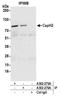 Condensin-2 complex subunit H2 antibody, A302-275A, Bethyl Labs, Immunoprecipitation image 