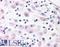 Bombesin Receptor Subtype 3 antibody, LS-A4915, Lifespan Biosciences, Immunohistochemistry frozen image 