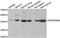 Serpin Family B Member 9 antibody, orb247410, Biorbyt, Western Blot image 