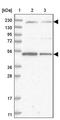Adenylate Kinase 9 antibody, PA5-56563, Invitrogen Antibodies, Western Blot image 