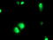 ETS domain-containing protein Elk-3 antibody, LS-C173331, Lifespan Biosciences, Immunofluorescence image 