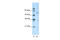 Cyclic AMP-dependent transcription factor ATF-7 antibody, 28-958, ProSci, Enzyme Linked Immunosorbent Assay image 