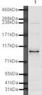 TBC1 Domain Family Member 4 antibody, PA5-19532, Invitrogen Antibodies, Western Blot image 