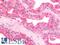 Relaxin 2 antibody, LS-B10495, Lifespan Biosciences, Immunohistochemistry paraffin image 