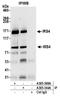 Insulin receptor substrate 4 antibody, A305-344A, Bethyl Labs, Immunoprecipitation image 