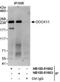 Dedicator Of Cytokinesis 11 antibody, NB100-81663, Novus Biologicals, Immunoprecipitation image 