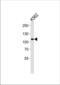 Mindbomb E3 Ubiquitin Protein Ligase 1 antibody, TA324713, Origene, Western Blot image 