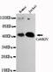 Calcium/Calmodulin Dependent Protein Kinase IV antibody, TA346900, Origene, Western Blot image 