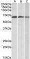 2'-5'-Oligoadenylate Synthetase 2 antibody, PA5-37879, Invitrogen Antibodies, Western Blot image 