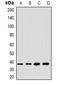 Cytokine Induced Apoptosis Inhibitor 1 antibody, orb377996, Biorbyt, Western Blot image 