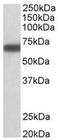Glutamate Decarboxylase 1 antibody, AP31572PU-N, Origene, Western Blot image 