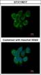 DNA dC->dU-editing enzyme APOBEC-3F antibody, GTX118217, GeneTex, Immunocytochemistry image 