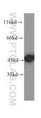 Inhibin beta A chain antibody, 60015-2-Ig, Proteintech Group, Western Blot image 