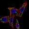 Methylcrotonoyl-CoA Carboxylase 2 antibody, HPA061546, Atlas Antibodies, Immunocytochemistry image 