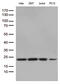 RNA-binding protein 8A antibody, M02769, Boster Biological Technology, Western Blot image 