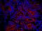 Inositol 1,4,5-trisphosphate receptor type 3 antibody, IHC-00639, Bethyl Labs, Immunofluorescence image 