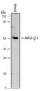 NRG-1 antibody, MA5-23776, Invitrogen Antibodies, Western Blot image 