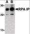 RPA-interacting protein antibody, orb87351, Biorbyt, Western Blot image 