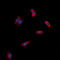 Adhesion G Protein-Coupled Receptor G3 antibody, GTX56147, GeneTex, Immunofluorescence image 