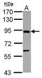 Axin 1 antibody, GTX113582, GeneTex, Western Blot image 