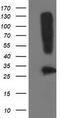 Synaptosome Associated Protein 25 antibody, TA502965, Origene, Western Blot image 