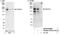 Cyclin Dependent Kinase 13 antibody, NB100-68268, Novus Biologicals, Western Blot image 