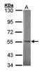 SGSH antibody, orb69690, Biorbyt, Western Blot image 